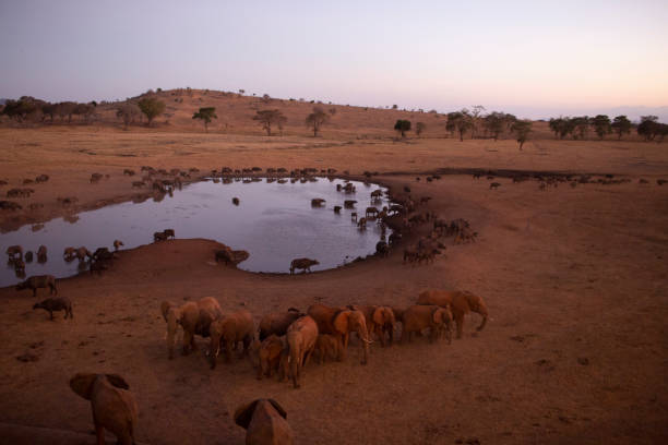 Every evening thousands of ungulates come to this watering hole. They bring the cubs, they all drink and go back to the savannah.