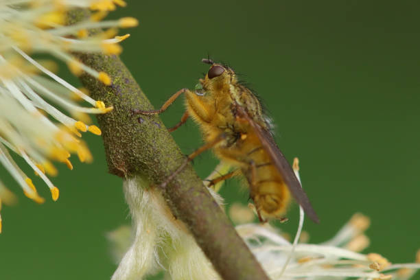 Scathophaga stercoraria sur une plante non identifiée