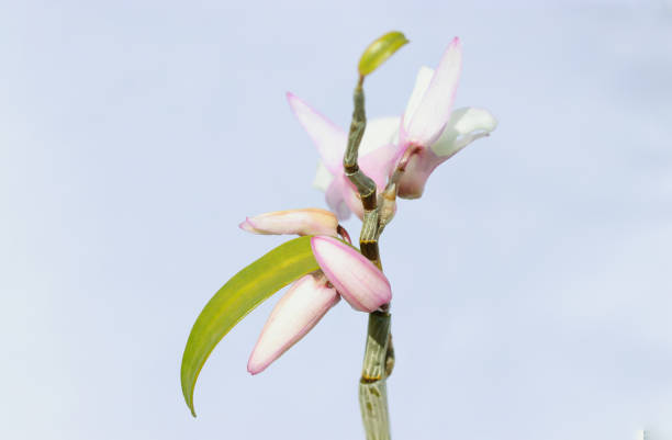 Pale pink and white Japanese dendrobium (Dendrobium moniliform, close up bud macro photograph)