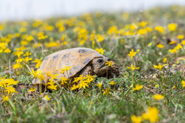 land tortoise outdoors