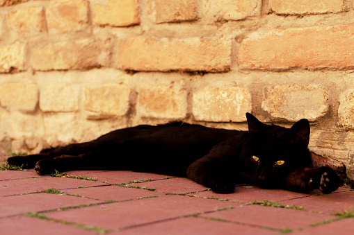 The black cat with yellow eyes is relaxing on the warm ground outside.