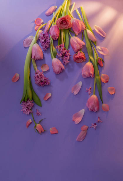 istock spring pink flowers on purple paper background 2150124401