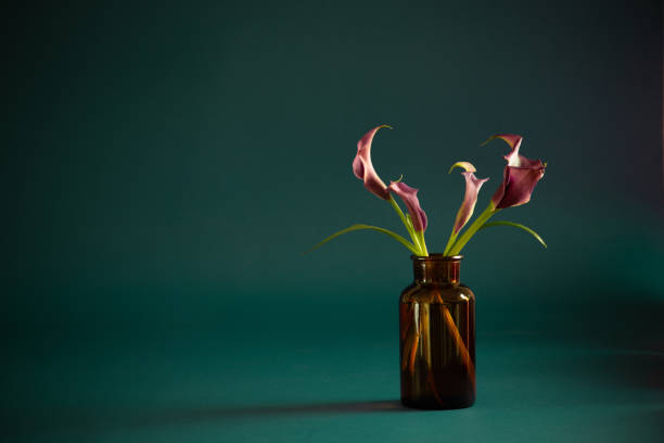 purple calla lily in vase on dark background