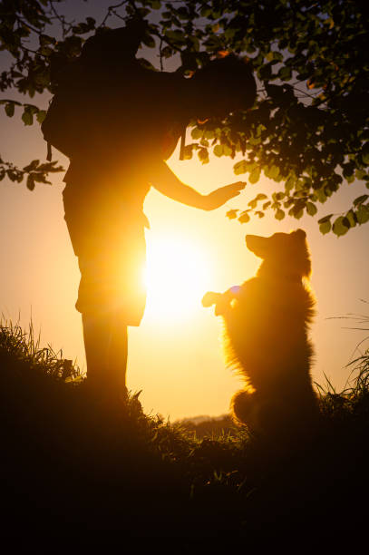 Dogs day trip to the countryside