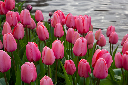 Close-up on pink tulip flowers beside water.
