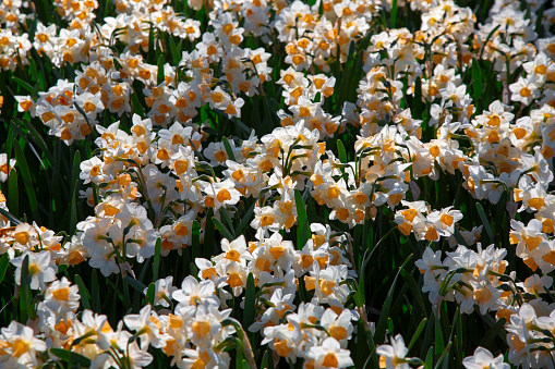 Close-up on white daffodil flower garden on a sunny day.