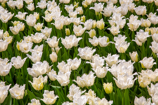 Close up on white jagged tulip flowers.