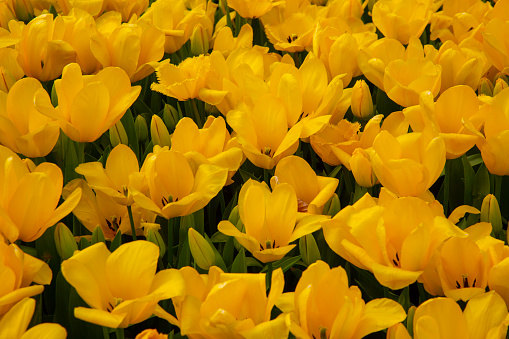 A unique red flower stands alone and apart in a row of yellow tulips. This image was taken using the poster effect to bring greater contrast between the red and yellow flowers. These tulips are grown in the fields surrounding LaConner, Washington.