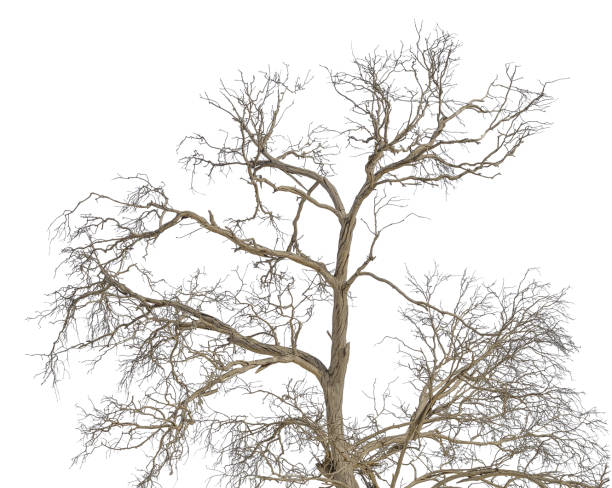 istock Crown of dry dead tree with broken branches isolated on white background. Blank for artwork on the theme of passing time, age, the struggle of life with death 2150126470