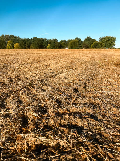 istock Harvested Agricultural Field 2150126770
