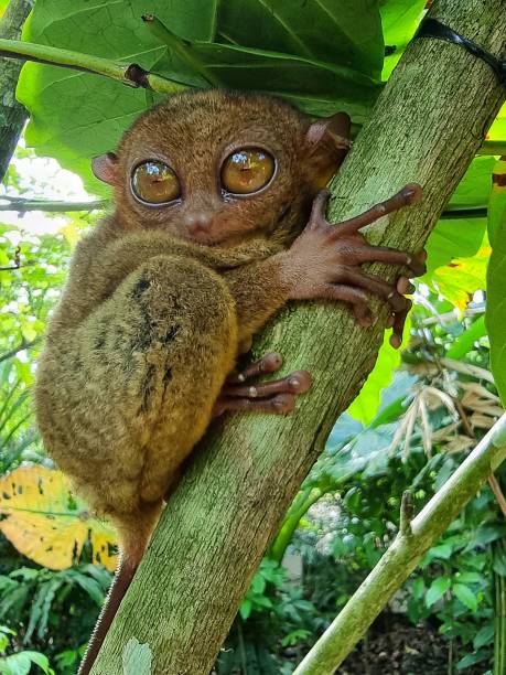 Tarsier, an endimic mamal in the Philippines, known for their nocturnal behavior and one of the smallest primate