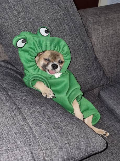 istock my 12 year old Pomeranian baby 2150127324