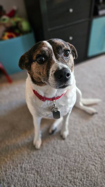 istock Dog, White, Brown, Black, Brindle, Mountain Feist Terrier 2150127551