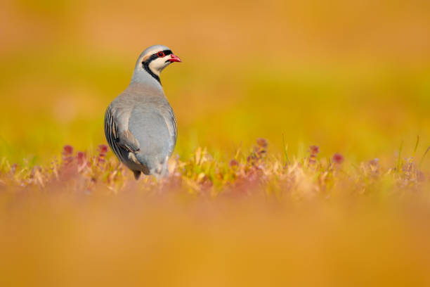 A partridge watching around before feeding. Chukar Partridge. Alectoris chukar. Nature background.