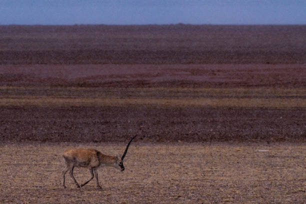The Tibetan antelope in Tibet