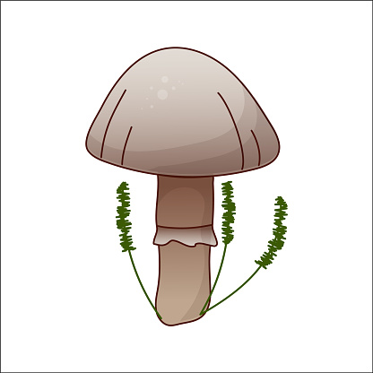 Mushroom vector isolated illustration. Toadstool in cartoon. Plants, botanists, not edible mushroom. Design element for theme forest mushrooms, menu, ingredients, recipes, organic products, etc.