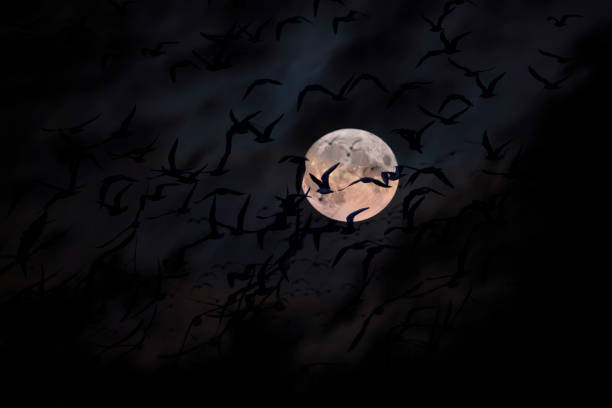 istock Birds flying in front of full moon landscape. Dark sky background. 2150127975