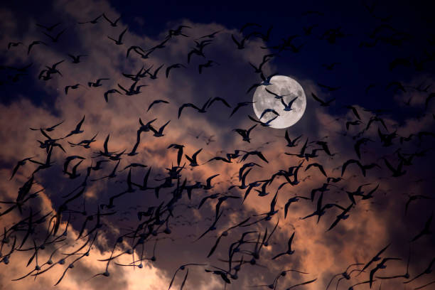 Wildlife photography