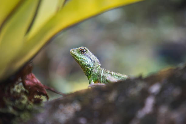Close-up of green lizard peeking from behind leaves. Blurred bokeh background.