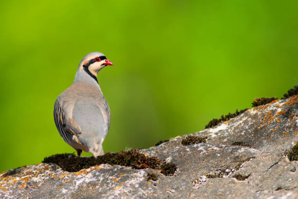 istock A partridge watching around before feeding. Chukar Partridge. Alectoris chukar. Nature background. 2150128167