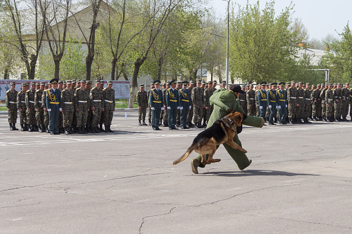 The National Guard of Kazakhstan staged a performance of “detaining” a criminal with the help of a trained dog. A German dog helps detain a criminal.