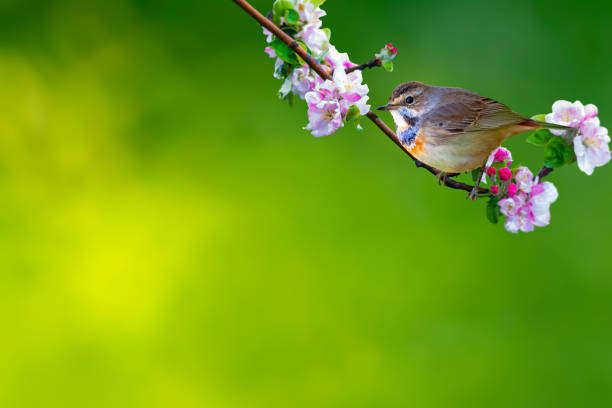 istock A cute bird on a blooming branch. Blue nature background. Common bird: Bluethroat. 2150128213
