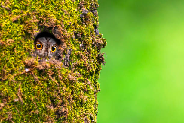 wildlife photography