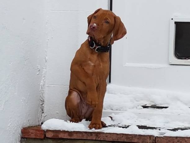 istock Vizsla Puppy 2150128288