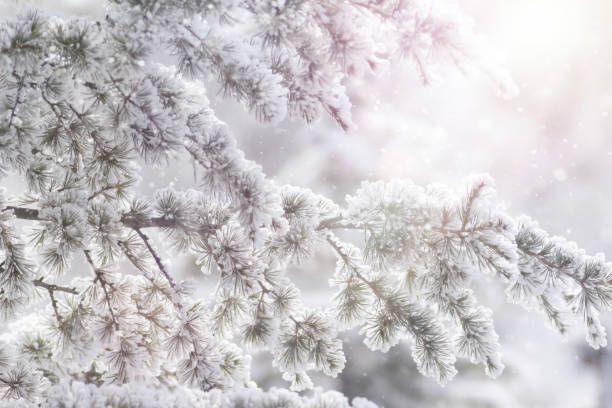 istock A winter scene in nature. Nature background 2150128357