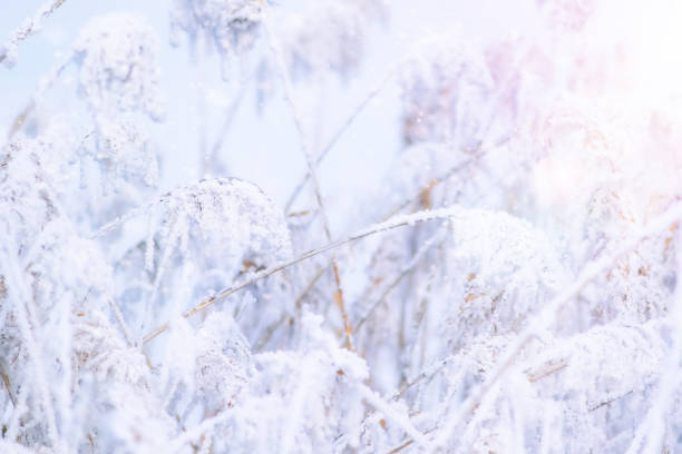 istock A winter scene in nature. Nature background 2150128380