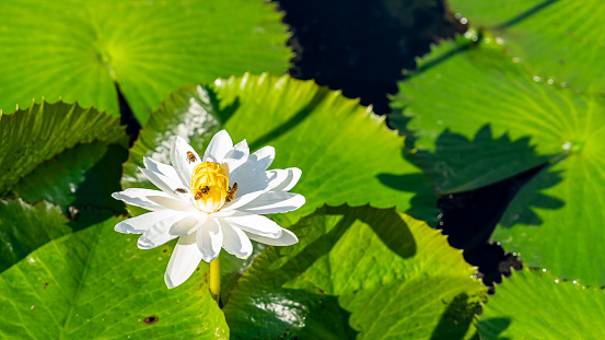 Close-up on white aquatic flower blooming in between water lily leaves with bees around the corolla