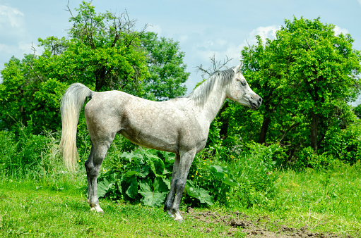 A grey pony stands in long summer grass.