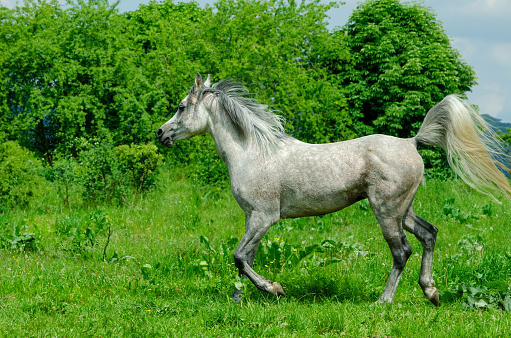 Arabian horse on pasture - white stallion