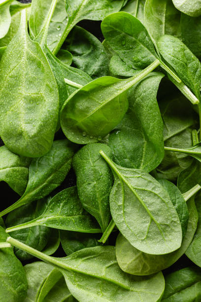 istock Fresh green spinach leaves with drops of water 2150131896