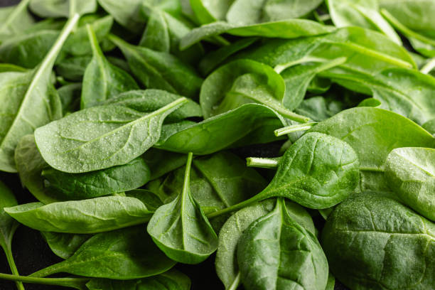 istock Fresh green spinach leaves with drops of water 2150131904