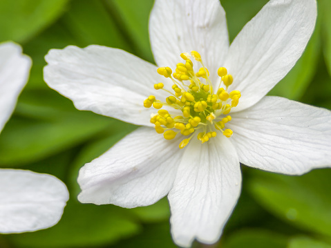 Extreme Close-up of Wood anemone in a forest, nature reserve in Mecklenburg-Vorpommern