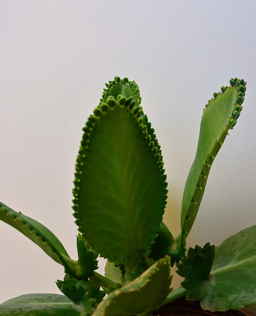Kalanchoe laetivirens is a species of Kalanchoe. Leaves are completely green, lushly green. Mother of thousands plant in a pot. Succulent beautiful decorative plant.