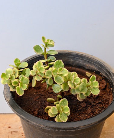 Crassula ovata, commonly known as jade, lucky, or money plant or money tree, is a succulent plant with small pink or white flowers. Common house plant. Evergreen with thick branches. Fleshy. Variegated foliage.