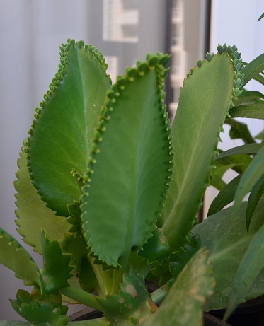 Kalanchoe laetivirens is a species of Kalanchoe. Leaves are completely green, lushly green. Mother of thousands plant in a pot. Succulent beautiful decorative plant.