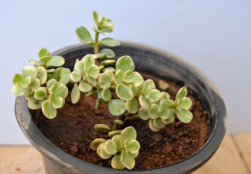 Crassula ovata, commonly known as jade, lucky, or money plant or money tree, is a succulent plant with small pink or white flowers. Common house plant. Evergreen with thick branches. Fleshy. Variegated foliage.