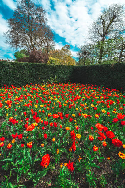 istock A row of blooming tulips in the park 2150133889