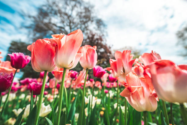 A row of blooming tulips in the park