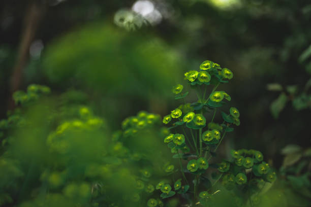Bunch of blooming cypress spurge( Euphorbia cyparissias) Close-up