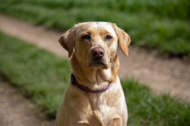 Portrait of a dog outdoors in sunshine