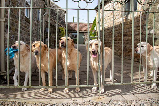 Five dogs stand behind an iron entrance gate