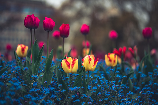 A row of blooming tulips in the park