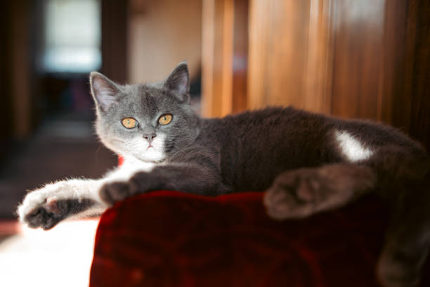 Gray Kitten Resting Peacefully on a Red Vintage Ottoman in Warm Sunlight.