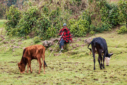 TILILI, ETHIOPIA, APRIL 20.2019. Ethiopian man herds emaciated cows. Tilili, Amhara Region Ethiopia, April 20. 2019