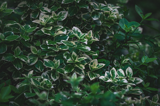 Daphne laureola shrub , commonly called spurge-laurel (or daphne-laurel, laurel-leaved daphne, olive-spurge, wood laurel, copse laurel). Spurge Laurel