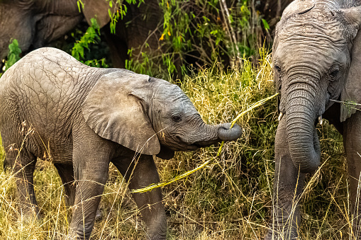 Trunk Mastery: The Young Elephant's Proud Display